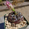 Gymnocalycium damsii rotundulum