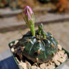 Gymnocalycium damsii rotundulum