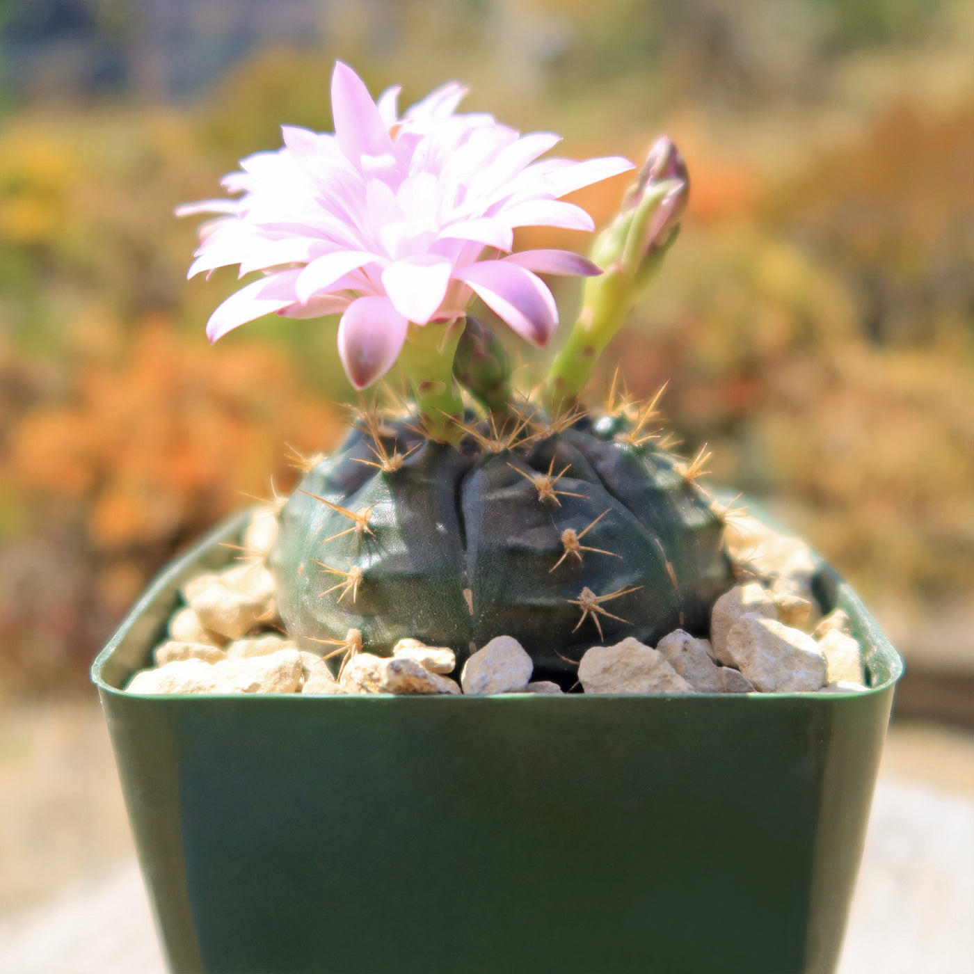 Gymnocalycium damsii rotundulum