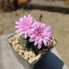 Gymnocalycium damsii rotundulum