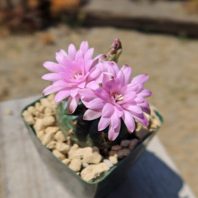 Gymnocalycium damsii rotundulum