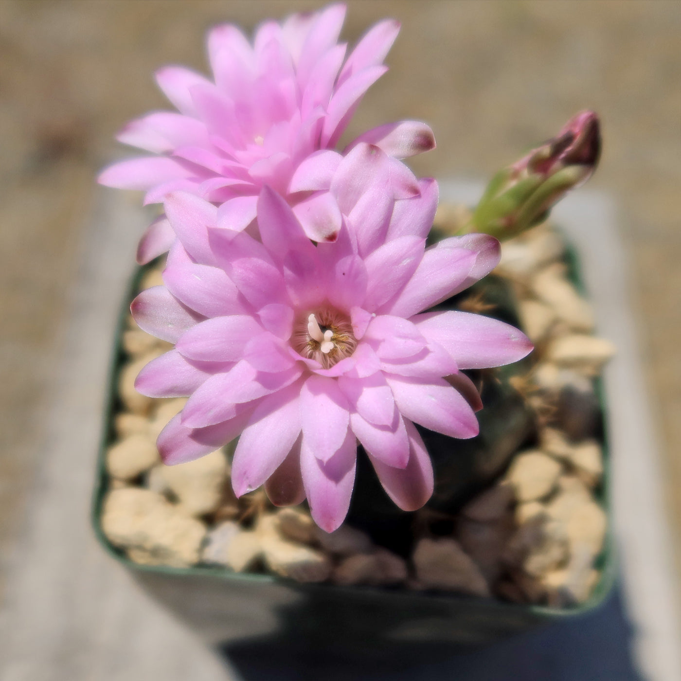 Gymnocalycium damsii rotundulum