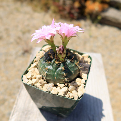 Gymnocalycium damsii rotundulum