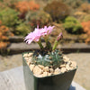 Gymnocalycium damsii rotundulum