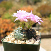 Gymnocalycium damsii rotundulum