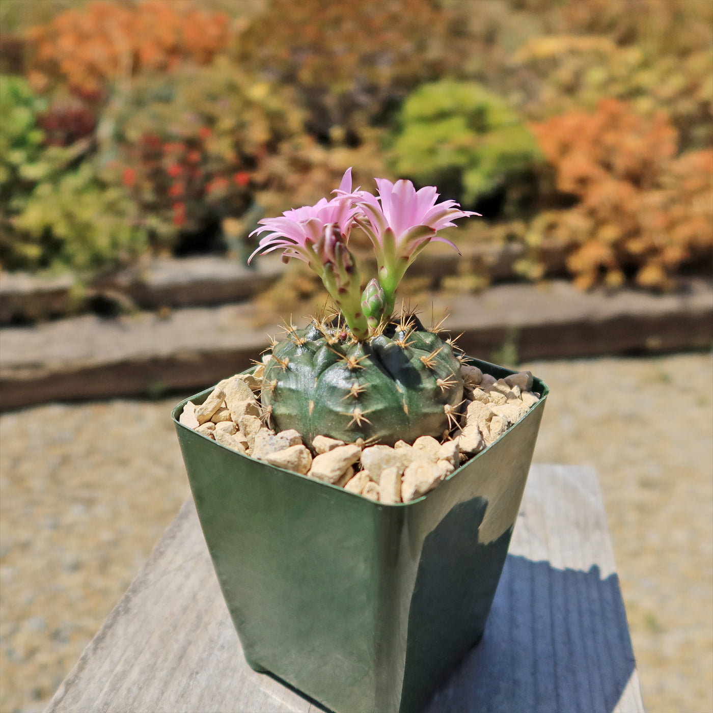 Gymnocalycium damsii rotundulum