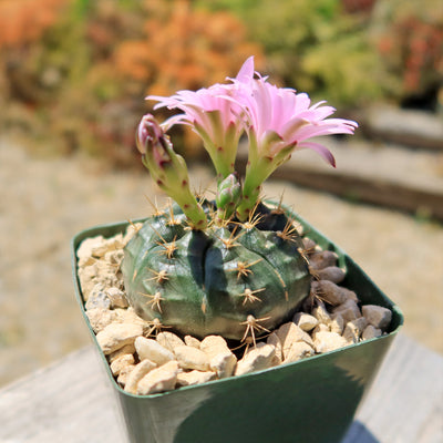 Gymnocalycium damsii rotundulum