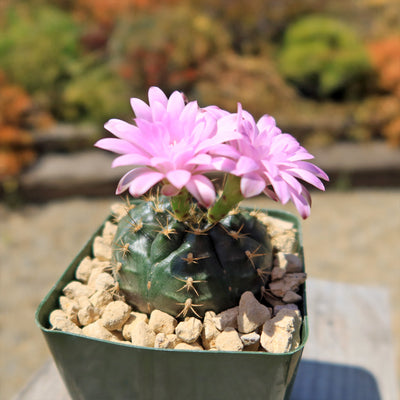 Gymnocalycium damsii rotundulum