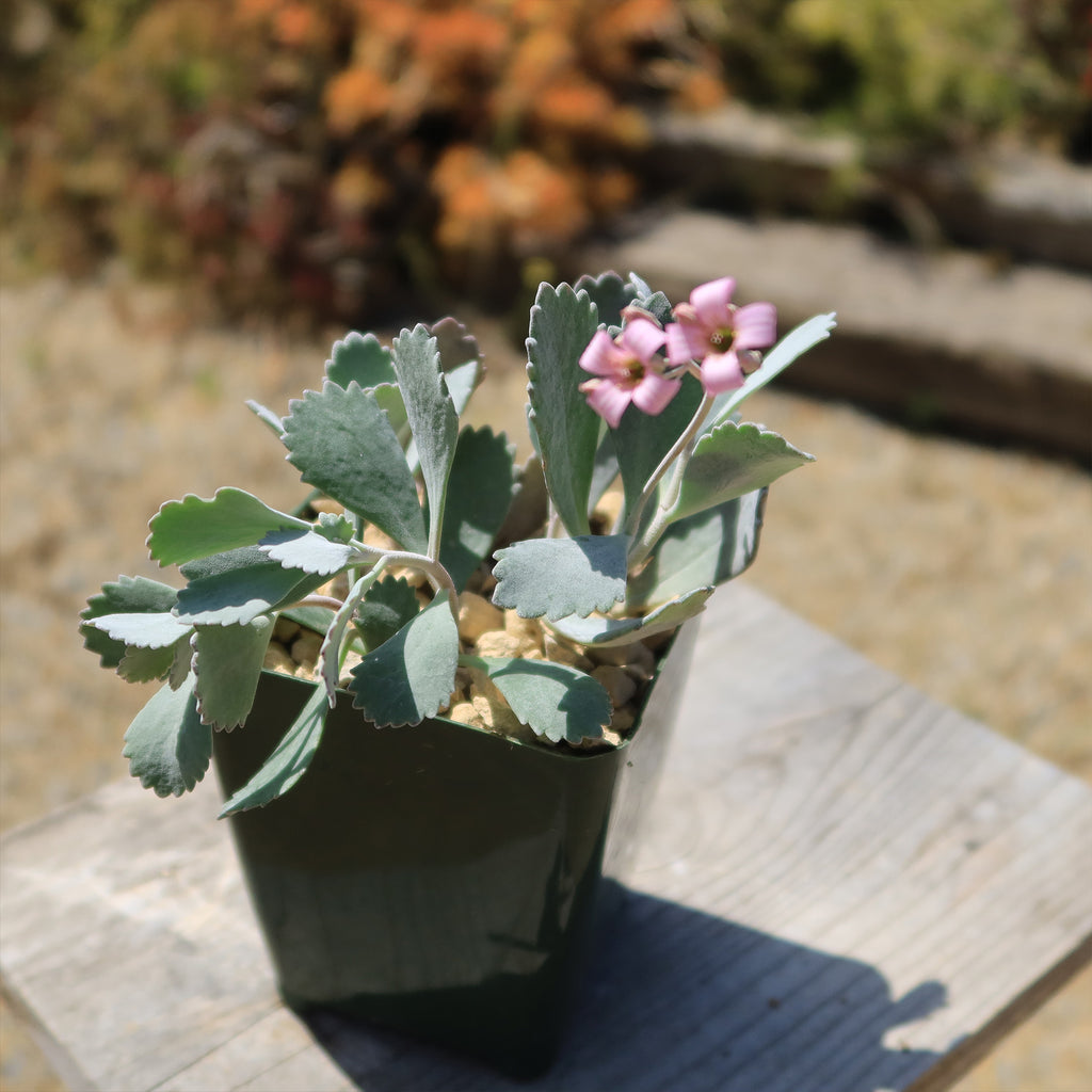 Kalanchoe pumilla