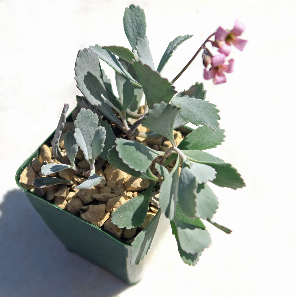 Kalanchoe pumilla