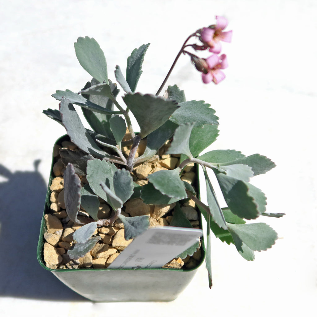 Kalanchoe pumilla