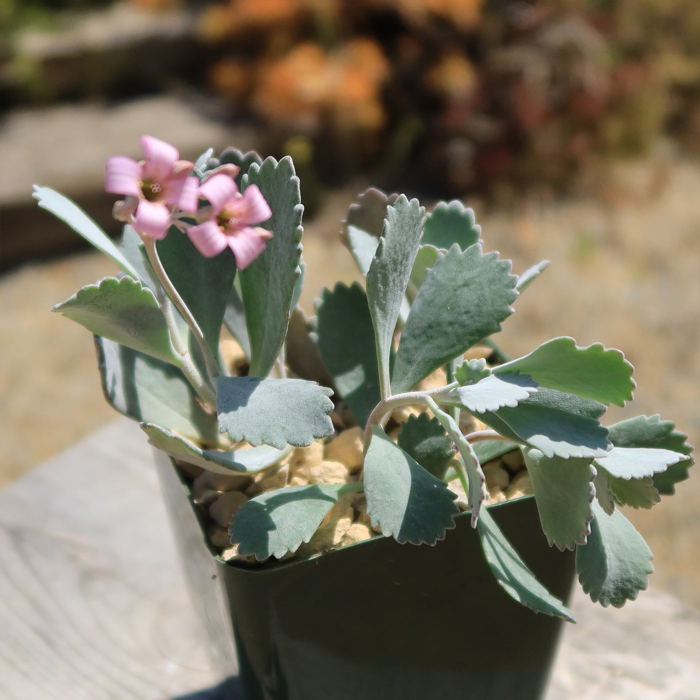 Kalanchoe Pumilla | Flower Dust Plant | Planet Desert
