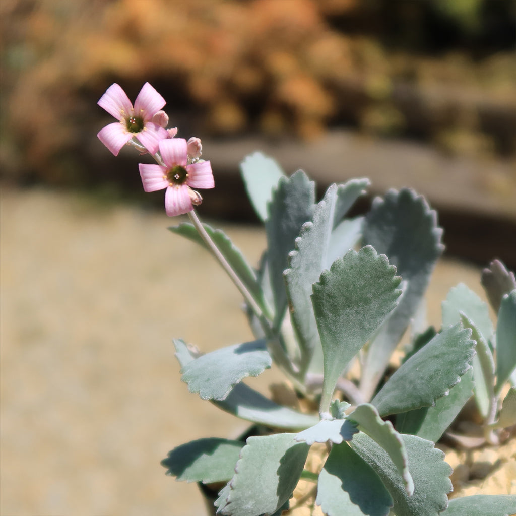 Kalanchoe pumilla