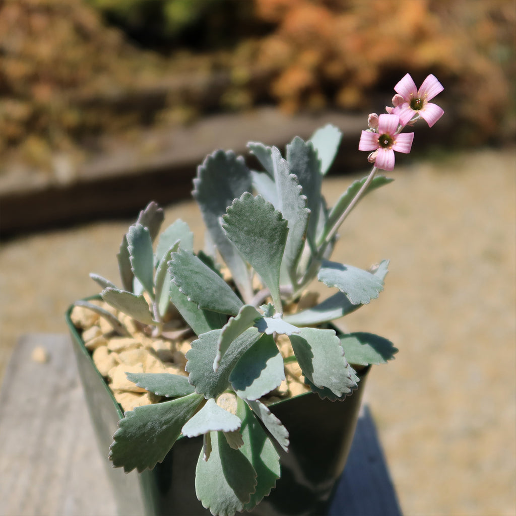 Kalanchoe pumilla