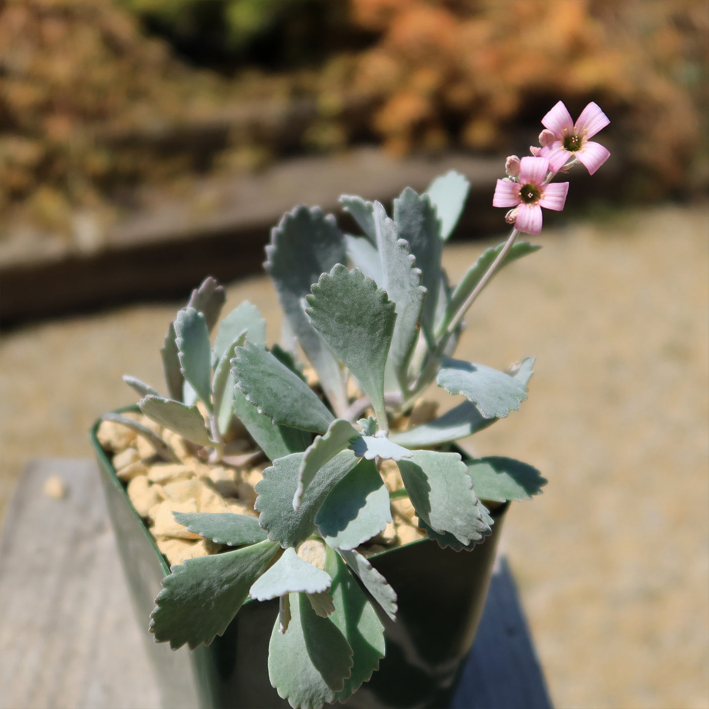 Kalanchoe Pumilla | Flower Dust Plant | Planet Desert