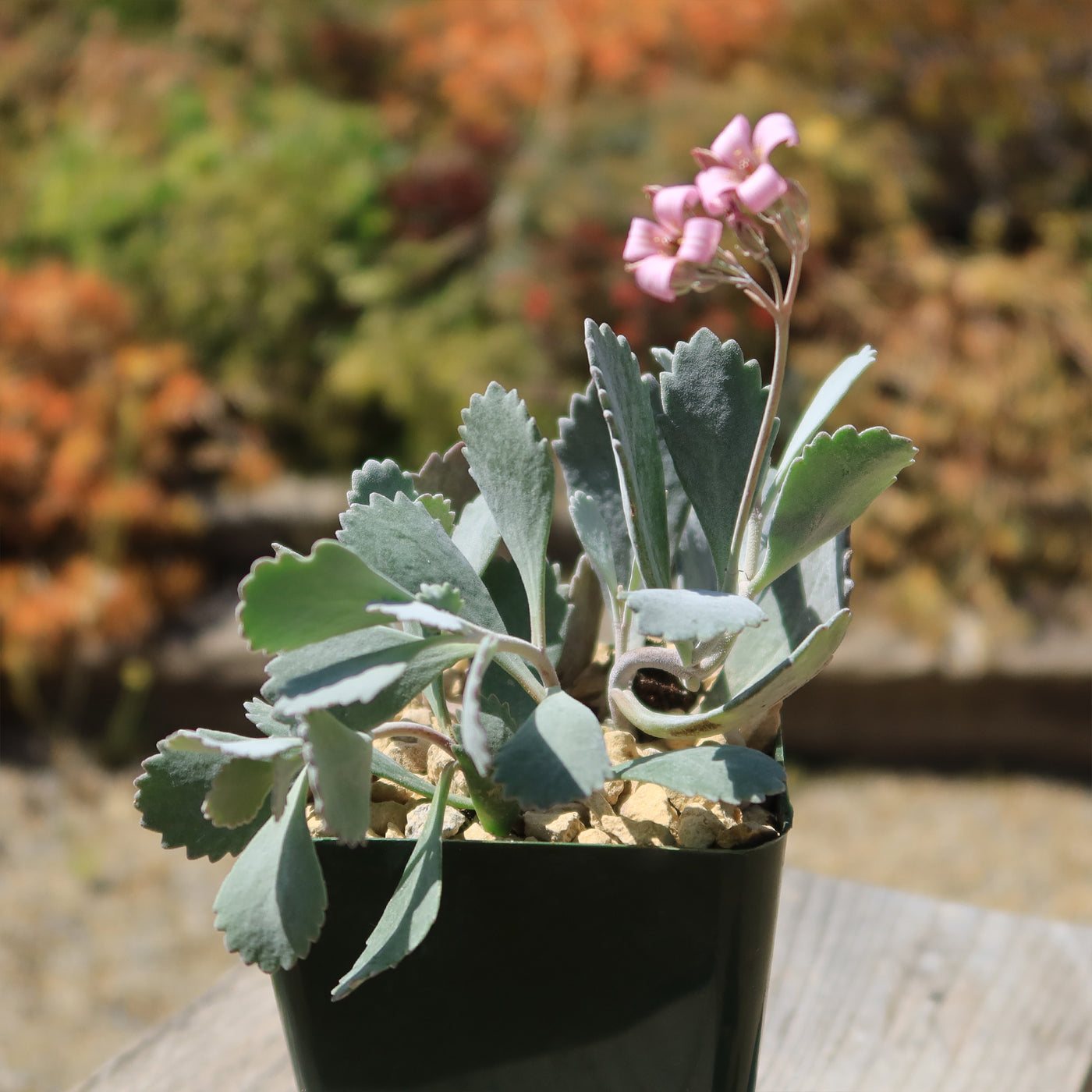 Kalanchoe Pumilla | Flower Dust Plant | Planet Desert