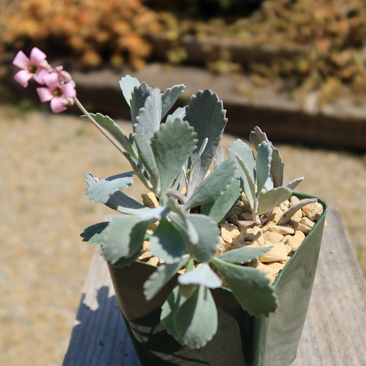Kalanchoe Pumilla | Flower Dust Plant | Planet Desert