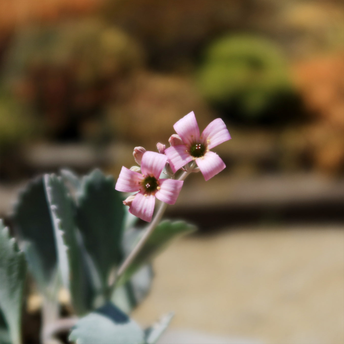 Kalanchoe Pumilla | Flower Dust Plant | Planet Desert