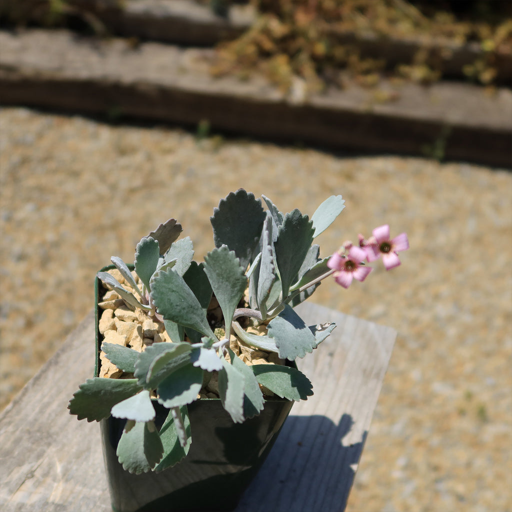 Kalanchoe pumilla