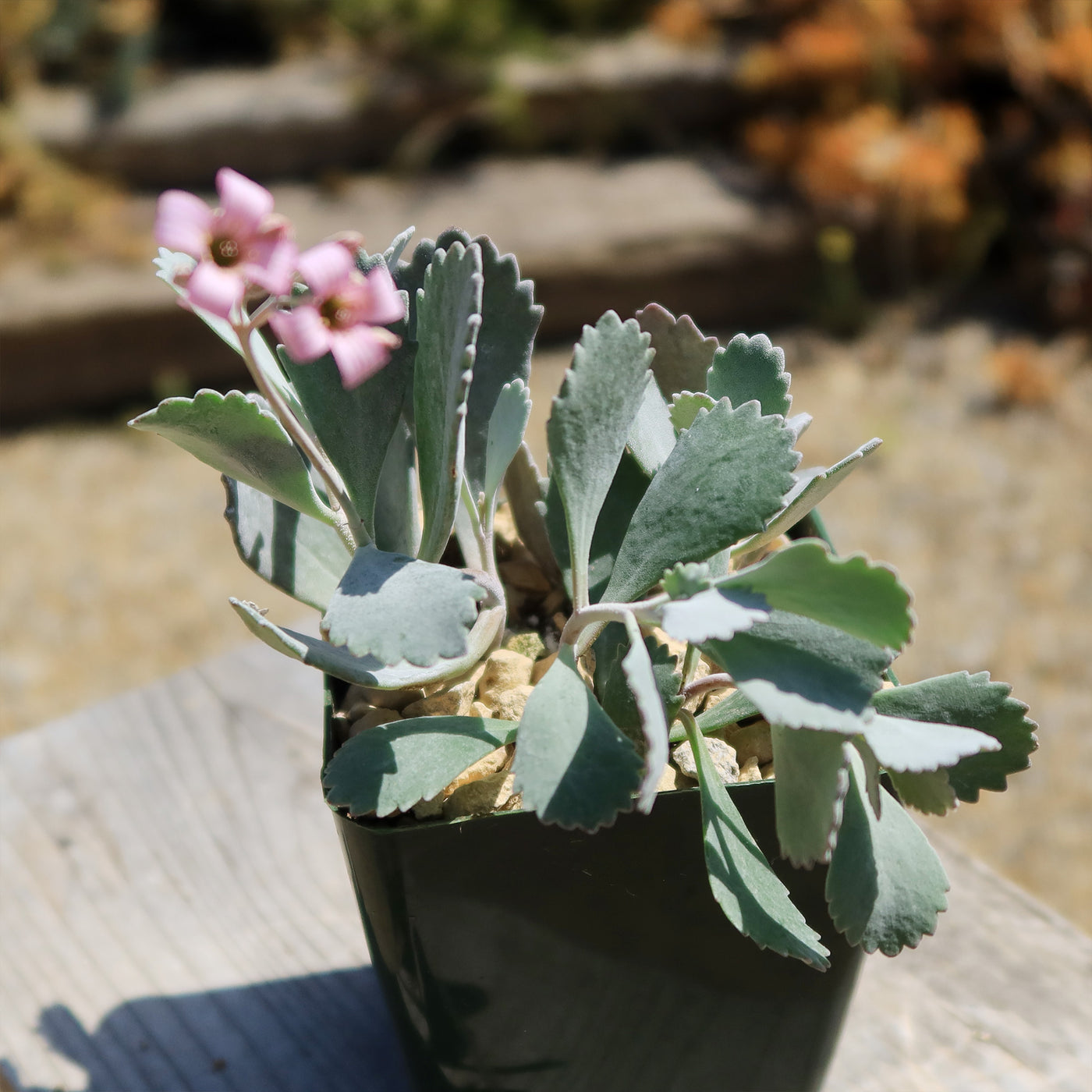 succulent with tiny pink flowers Kalanchoe Pumilla | Flower Dust Plant
