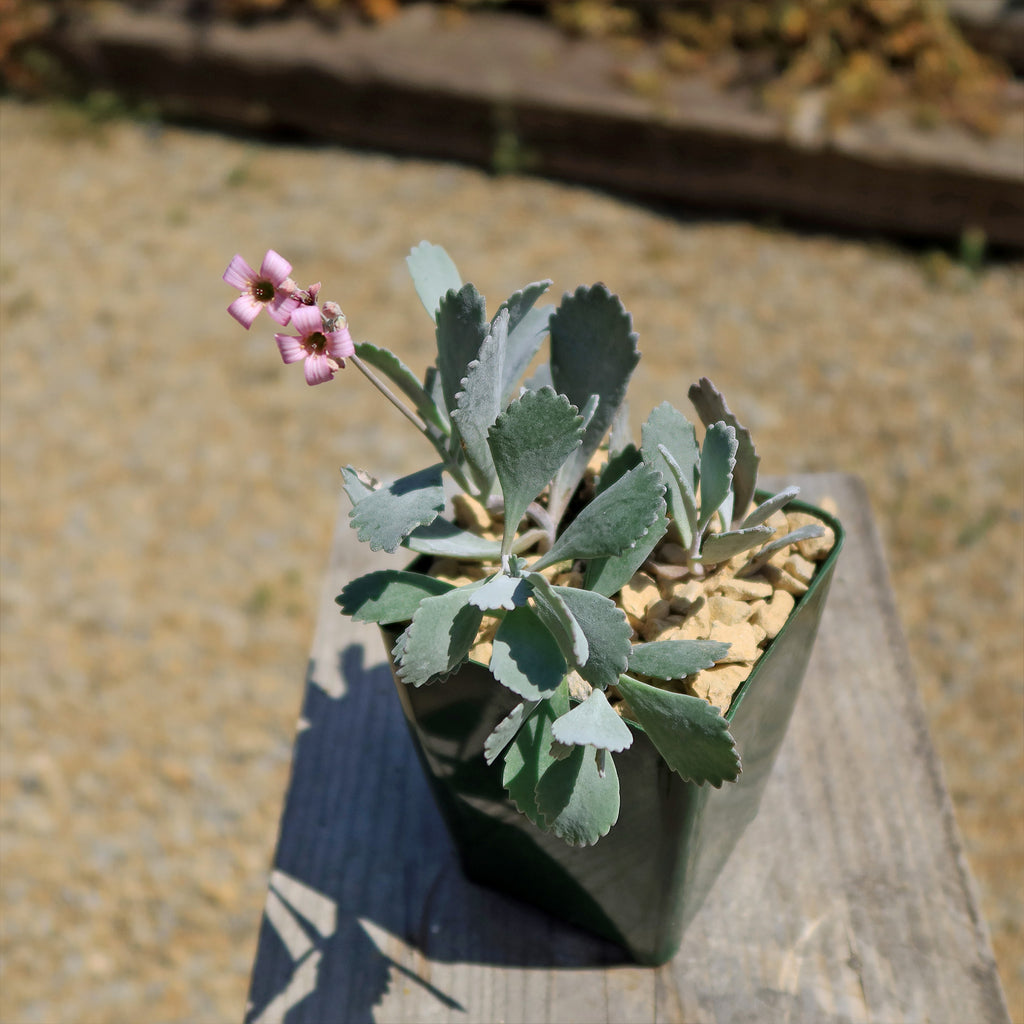 Kalanchoe pumilla