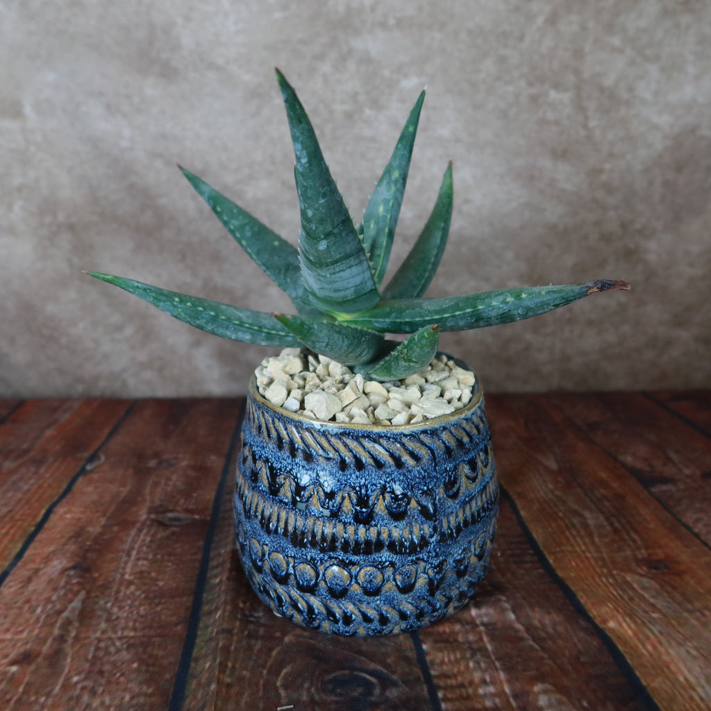Gift Fancy Blue Pot w/ Cactus or Succulent