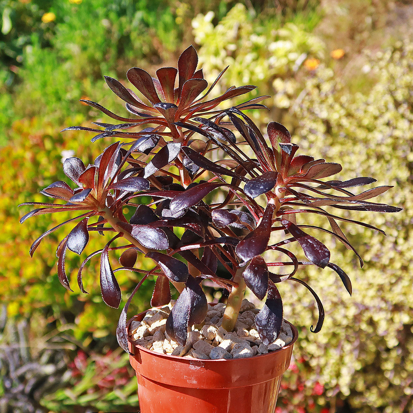 black succulent pot Shop 'Black Rose Succulent - Aeonium Zwartkop' Care and Info