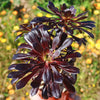 Black Rose - Aeonium arboreum zwartkop