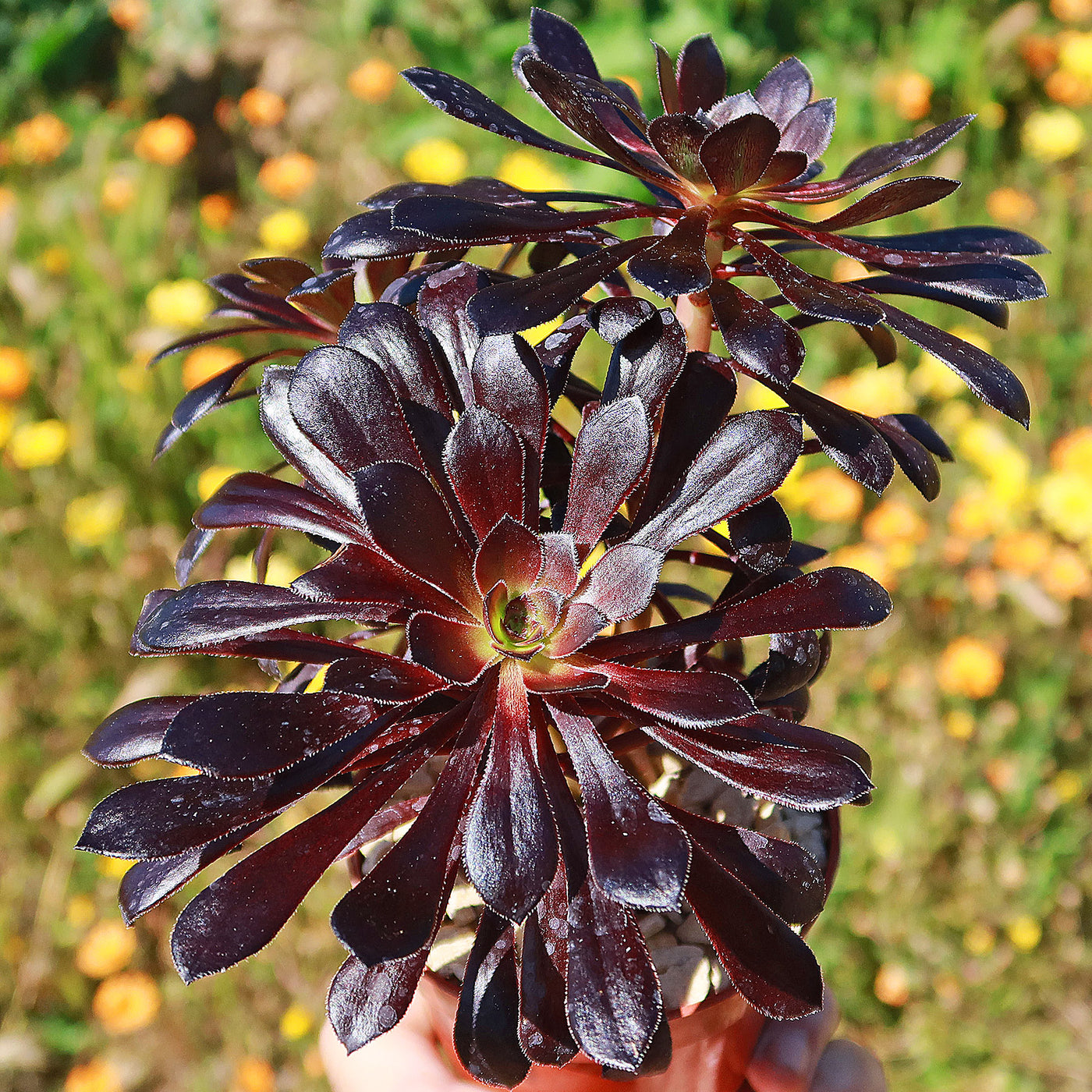 black rose succulent tree Shop 'Black Rose Succulent - Aeonium Zwartkop' Care and Info