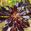 Black Rose - Aeonium arboreum zwartkop