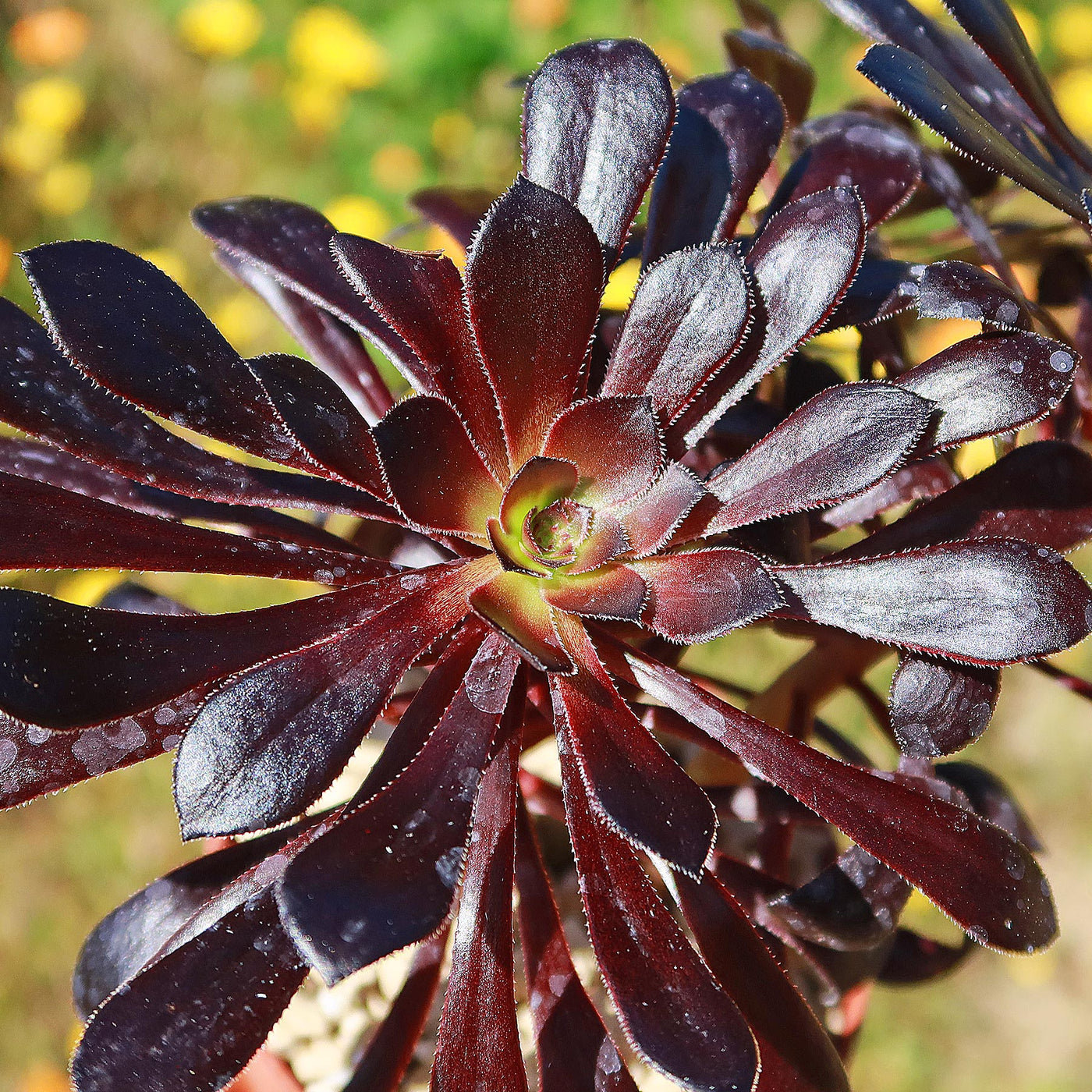 black succulent plant nz Shop 'Black Rose Succulent - Aeonium Zwartkop' Care and Info