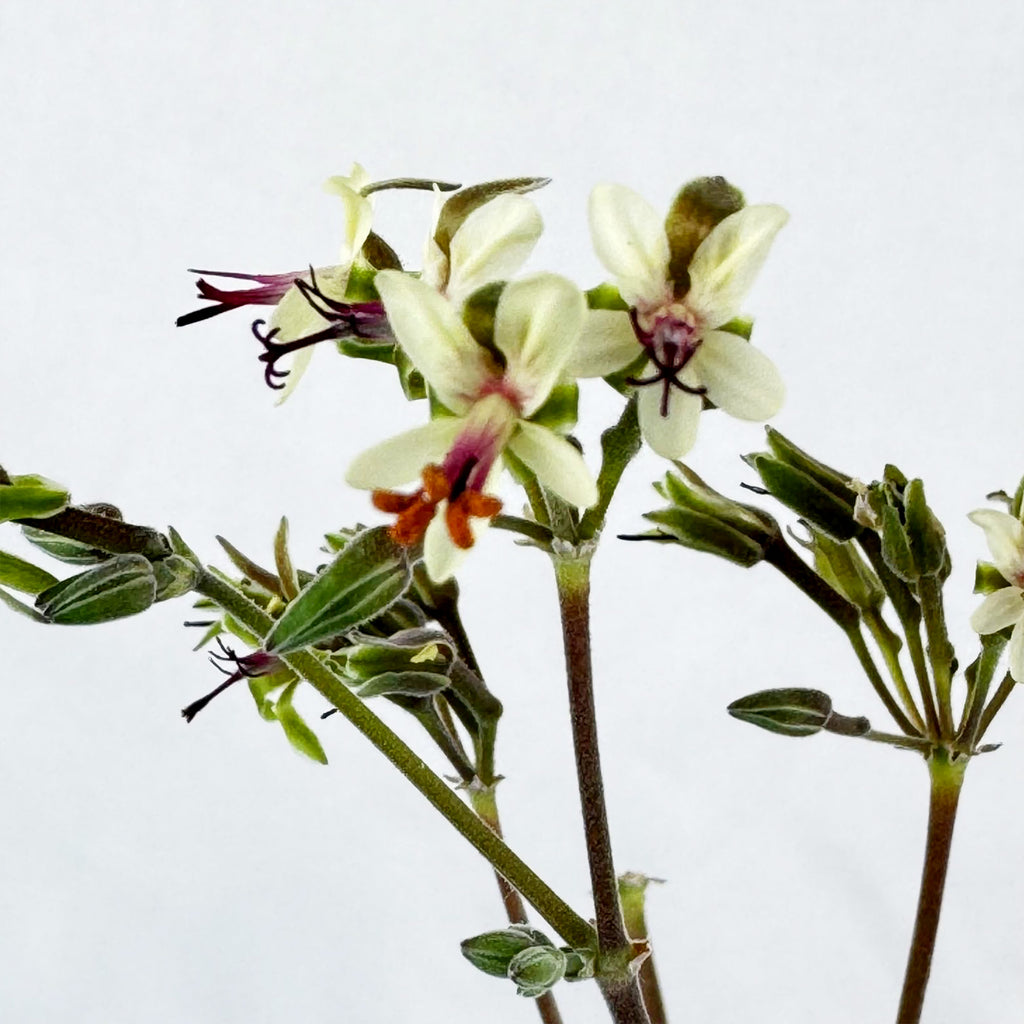 Pelargonium carnosum