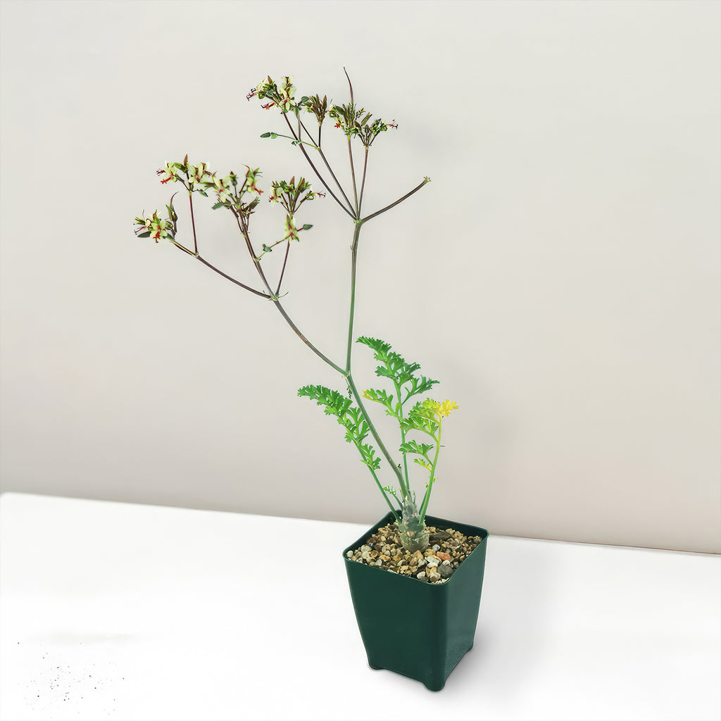 Pelargonium carnosum