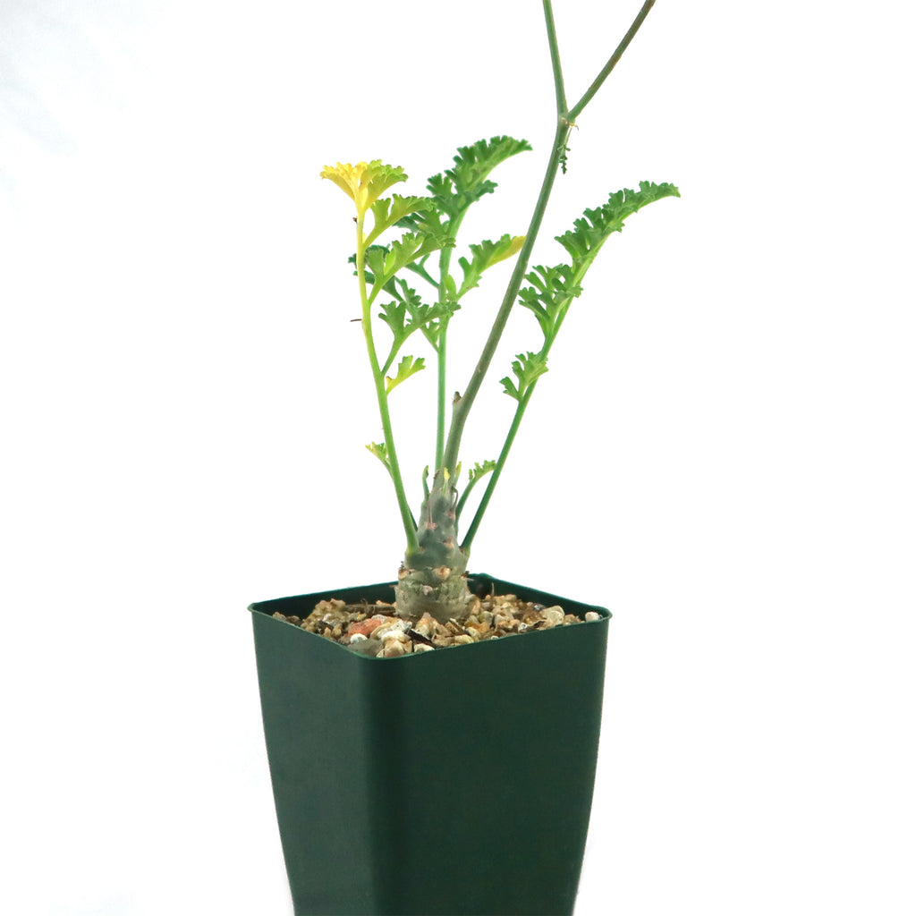 Pelargonium carnosum