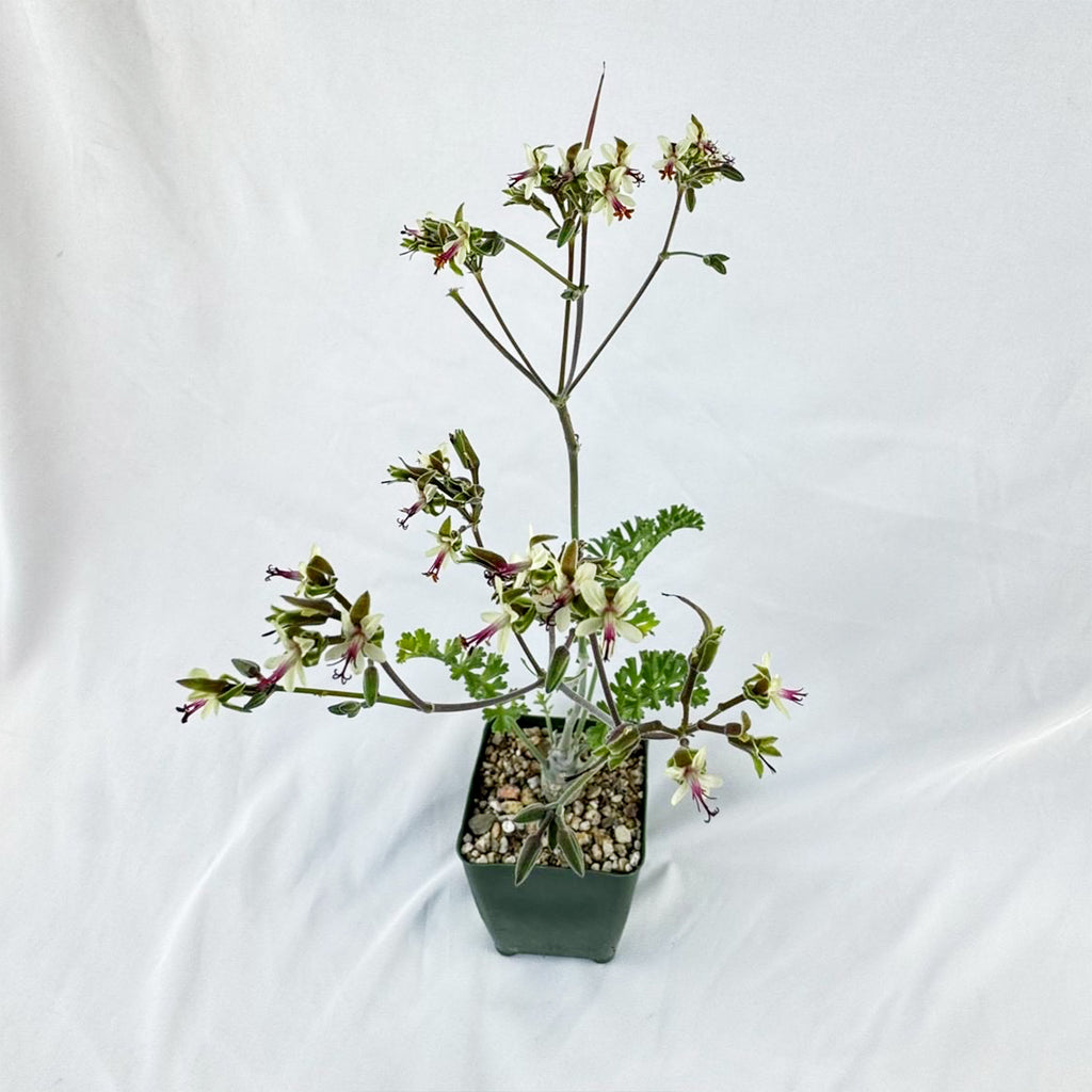 Pelargonium carnosum