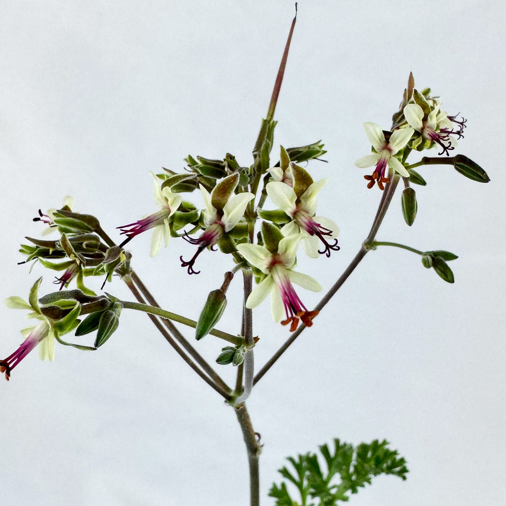 Pelargonium carnosum