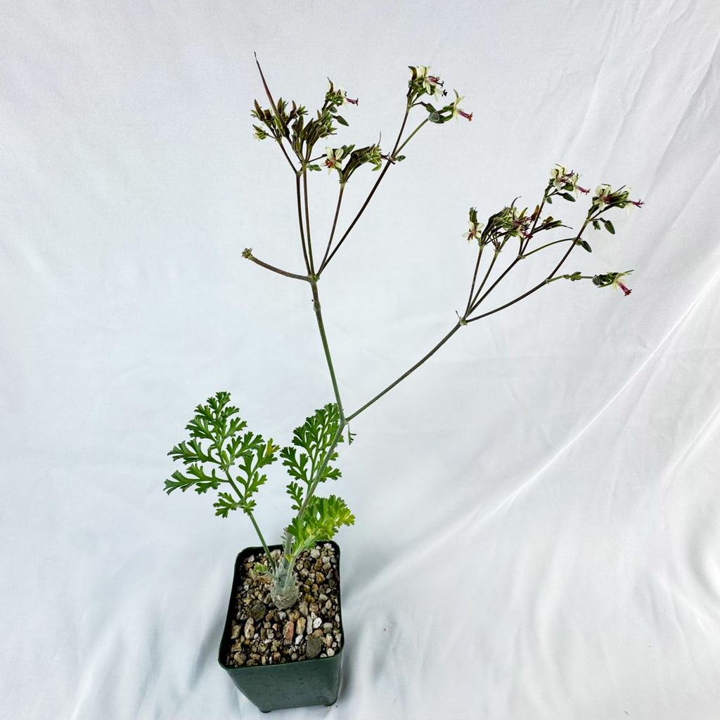 Pelargonium carnosum