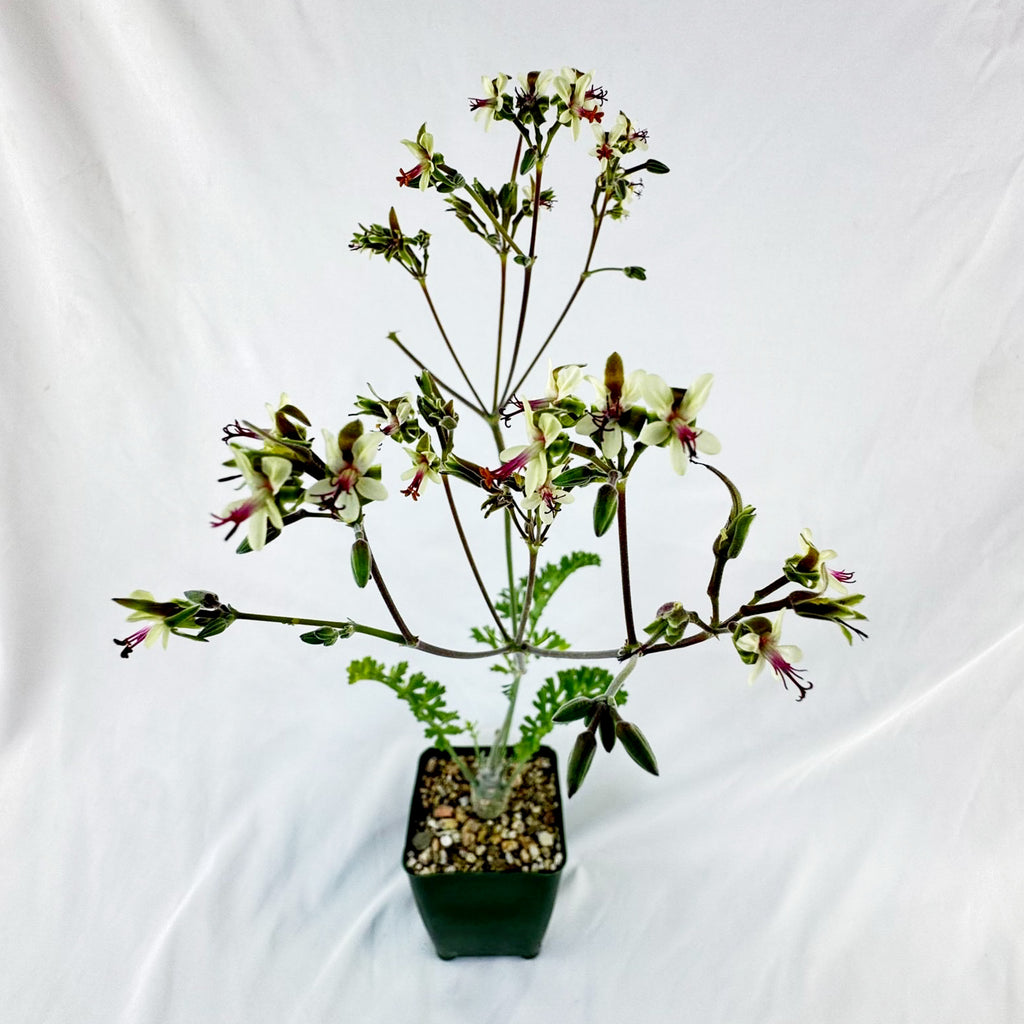 Pelargonium carnosum
