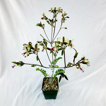 succulent geranium Pelargonium carnosum