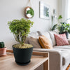 Ming Aralia Gold ‘Polyscias fruticosa