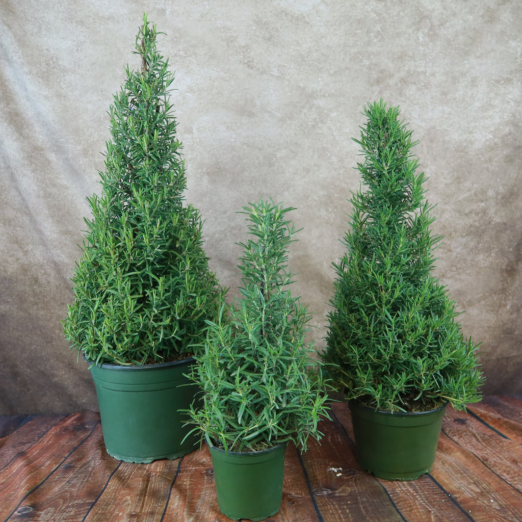 Rosemary Christmas Tree ‘Salvia rosemarinus’