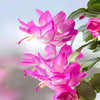 Thanksgiving Cactus - Schlumbergera truncata