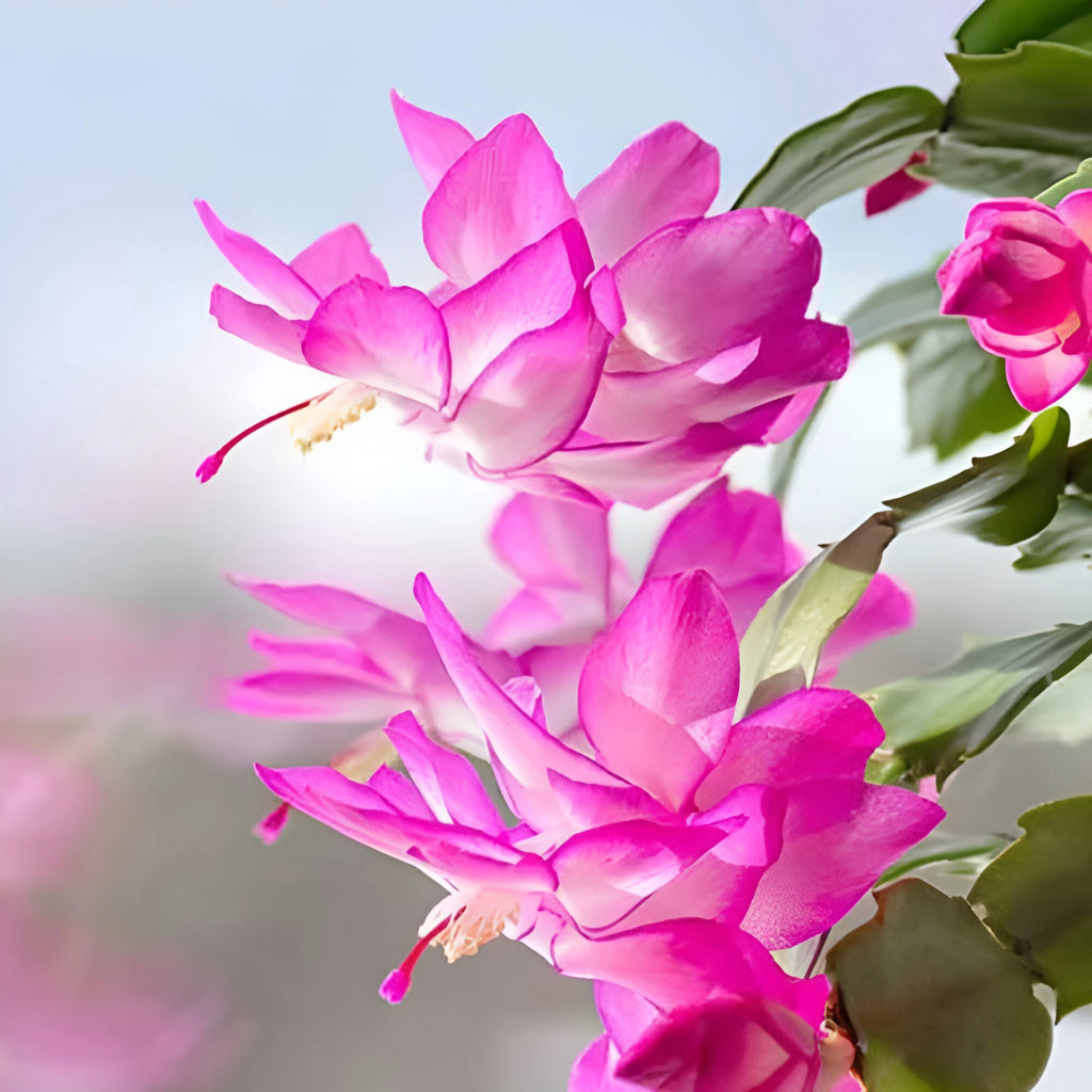 Thanksgiving Cactus - Schlumbergera truncata