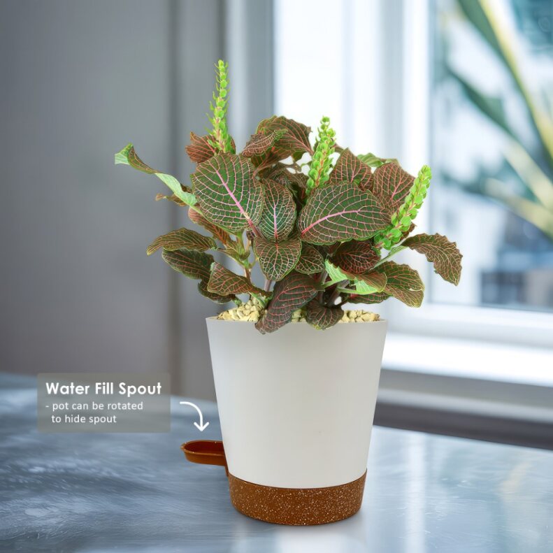 Red Nerve Plant - Fittonia albivenis ‘Red Anne’