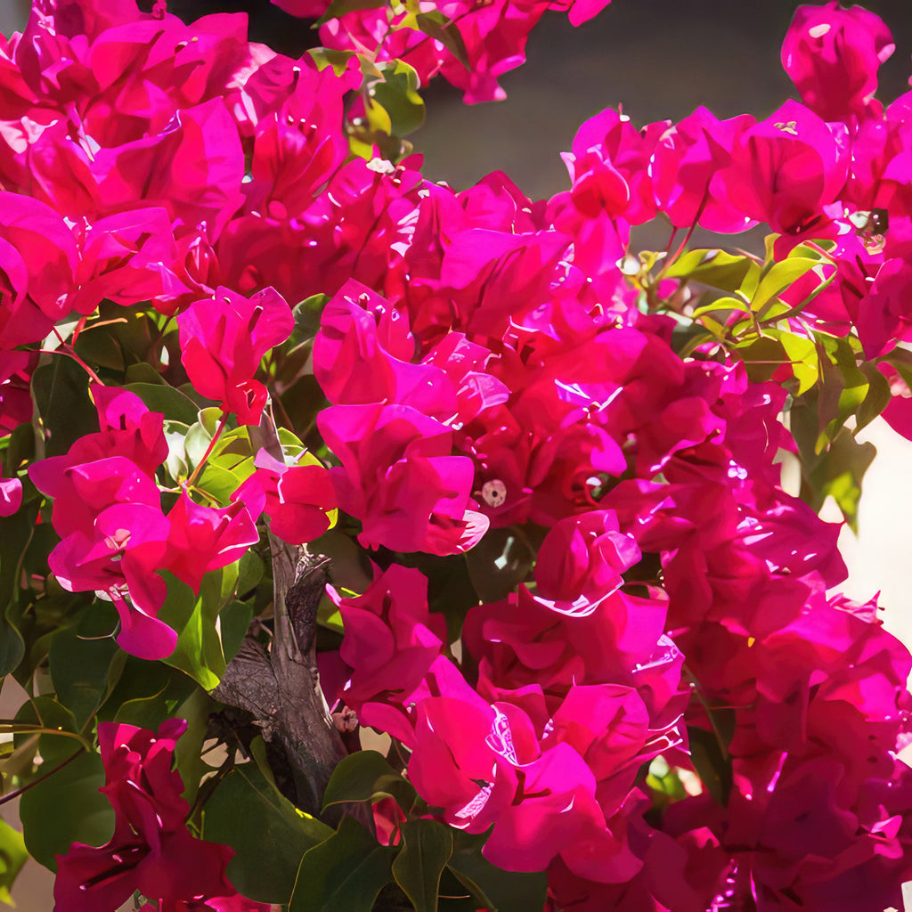 Torch Glow Bougainvillea