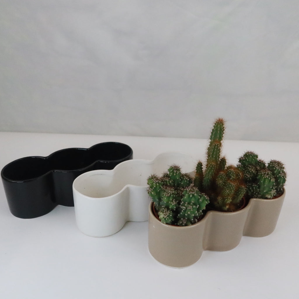 3 Cereus Plants in Triple Ceramic Planter