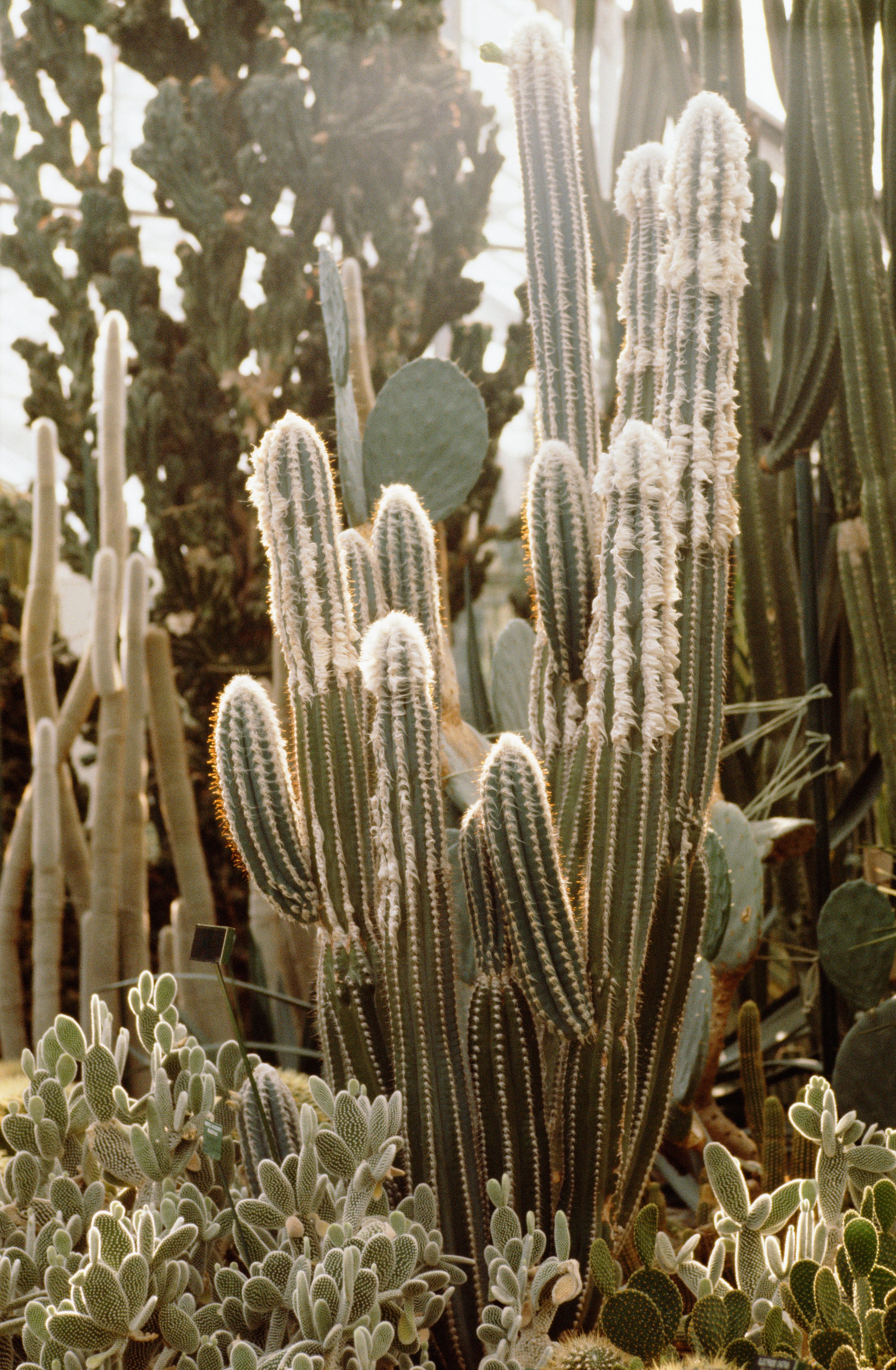 8. Can I Find Rare Or Exotic Cacti In Local Stores?
