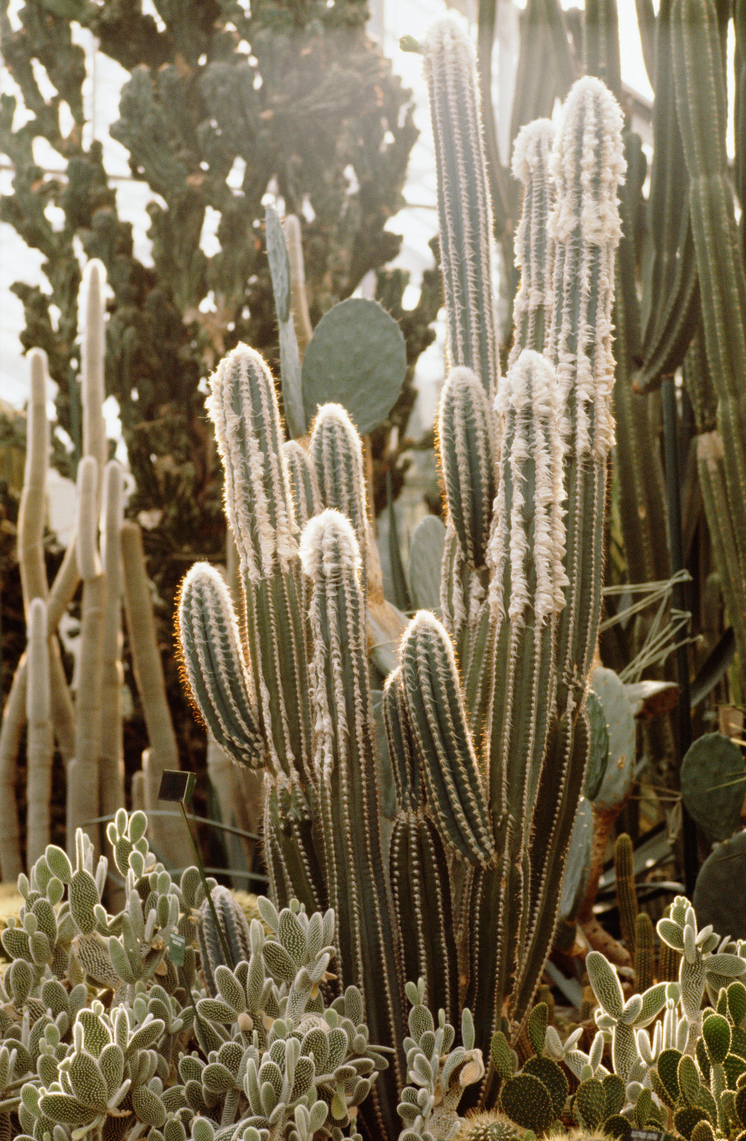 8. Can I Find Rare Or Exotic Cacti In Local Stores? 8. Can I Find Rare Or Exotic Cacti In Local Stores?