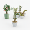 Desert Rose &