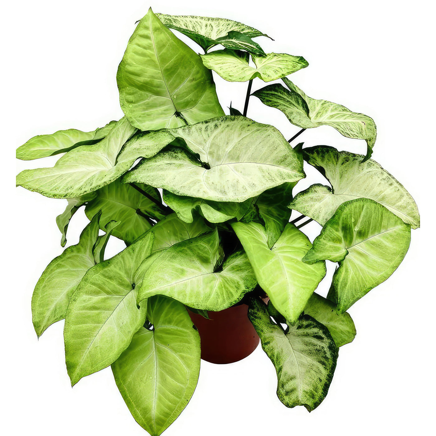 butterfly house plant White Butterfly Plant – Syngonium ‘White Butterfly’ 1 gal. / Light Green / With Pot